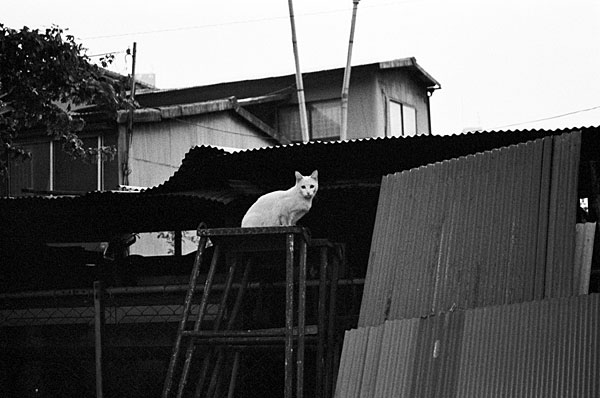 �r���̔��L