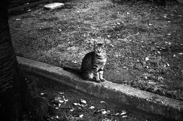 �s�V�̂����L