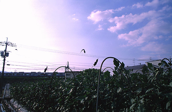 �֎q���Ƃ��炷